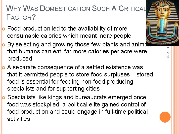 WHY WAS DOMESTICATION SUCH A CRITICAL FACTOR? Food production led to the availability of