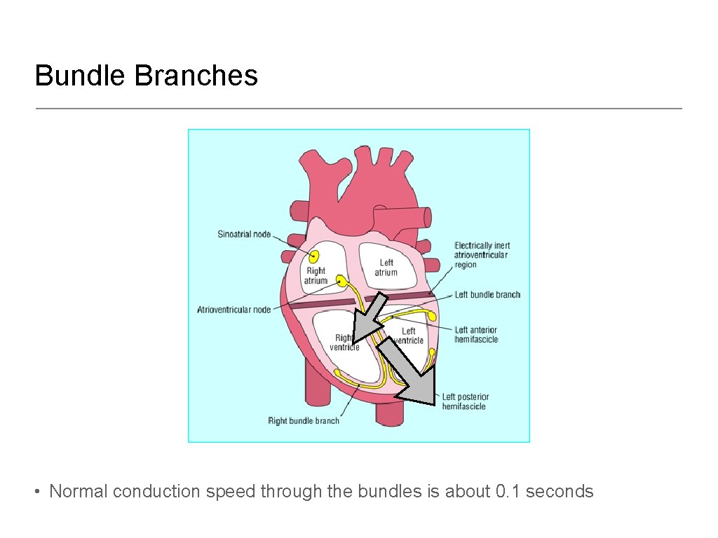 Bundle Branches • Normal conduction speed through the bundles is about 0. 1 seconds