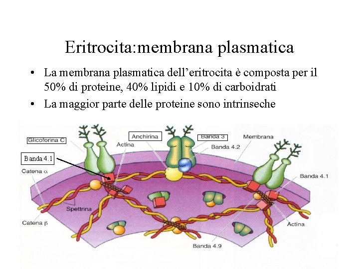 Eritrocita: membrana plasmatica • La membrana plasmatica dell’eritrocita è composta per il 50% di