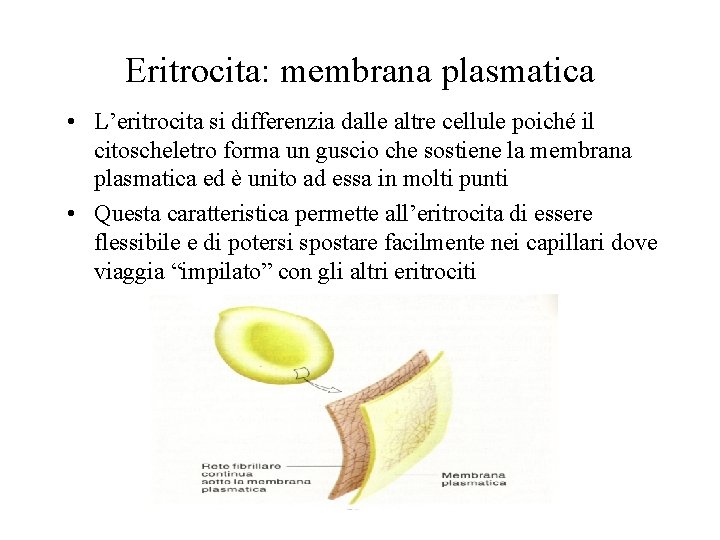 Eritrocita: membrana plasmatica • L’eritrocita si differenzia dalle altre cellule poiché il citoscheletro forma