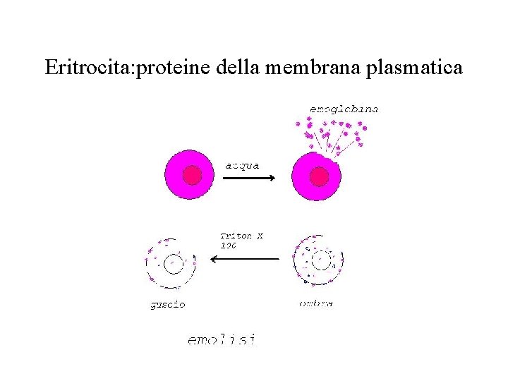 Eritrocita: proteine della membrana plasmatica 