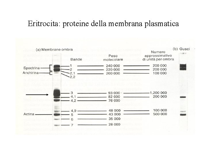 Eritrocita: proteine della membrana plasmatica 