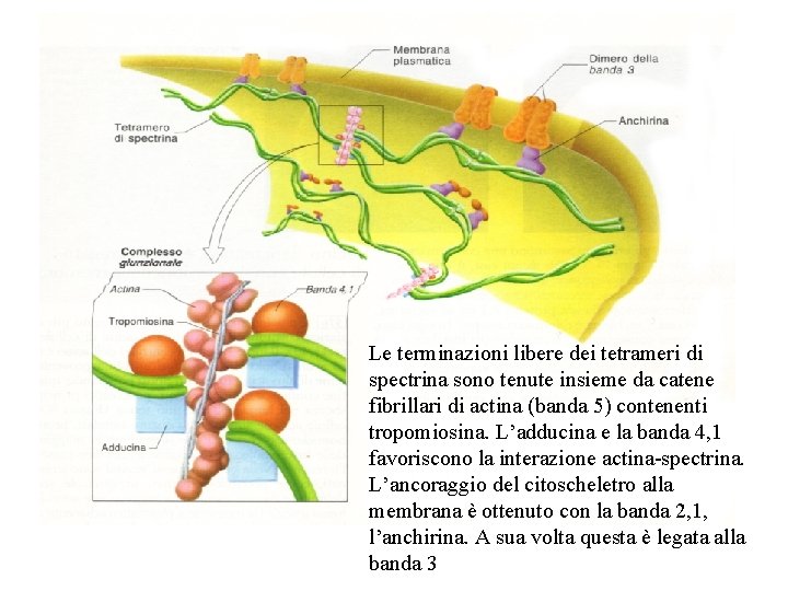 Le terminazioni libere dei tetrameri di spectrina sono tenute insieme da catene fibrillari di