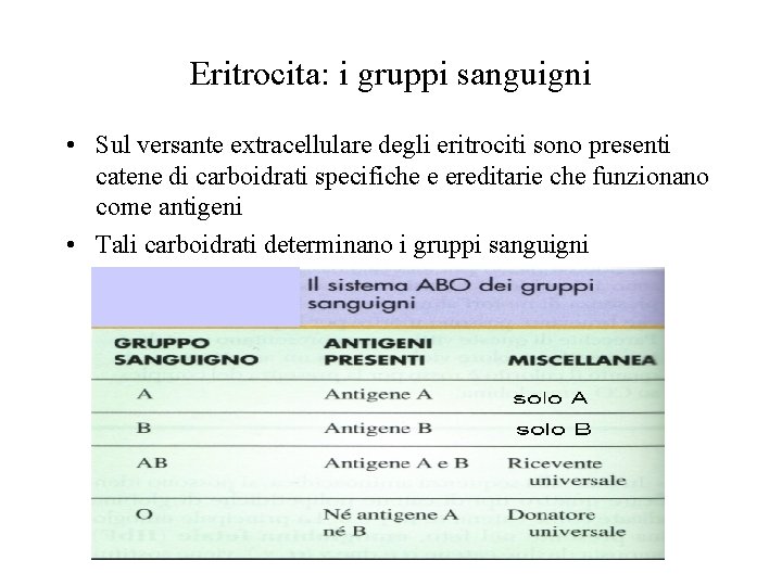 Eritrocita: i gruppi sanguigni • Sul versante extracellulare degli eritrociti sono presenti catene di