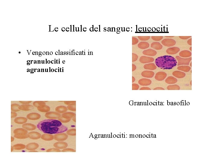 Le cellule del sangue: leucociti • Vengono classificati in granulociti e agranulociti Granulocita: basofilo