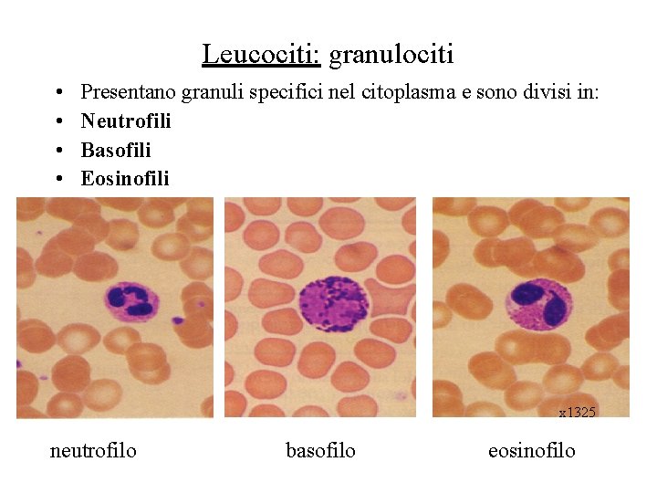 Leucociti: granulociti • • Presentano granuli specifici nel citoplasma e sono divisi in: Neutrofili