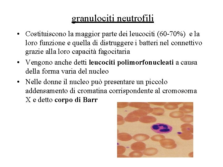 granulociti neutrofili • Costituiscono la maggior parte dei leucociti (60 -70%) e la loro