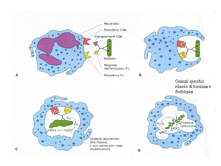 Granuli specifici rilascio di lisozima e fosfolipasi 