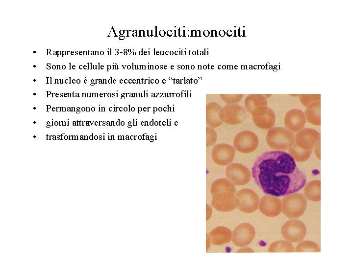Agranulociti: monociti • • Rappresentano il 3 -8% dei leucociti totali Sono le cellule