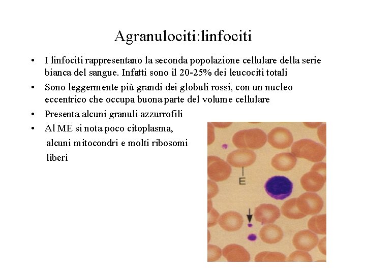 Agranulociti: linfociti • I linfociti rappresentano la seconda popolazione cellulare della serie bianca del