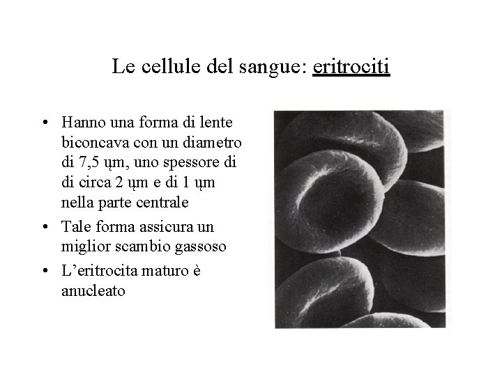 Le cellule del sangue: eritrociti • Hanno una forma di lente biconcava con un