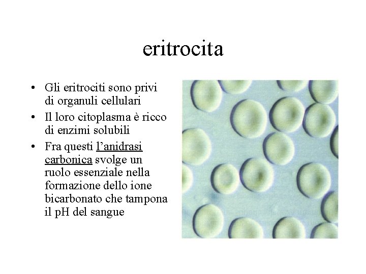 eritrocita • Gli eritrociti sono privi di organuli cellulari • Il loro citoplasma è