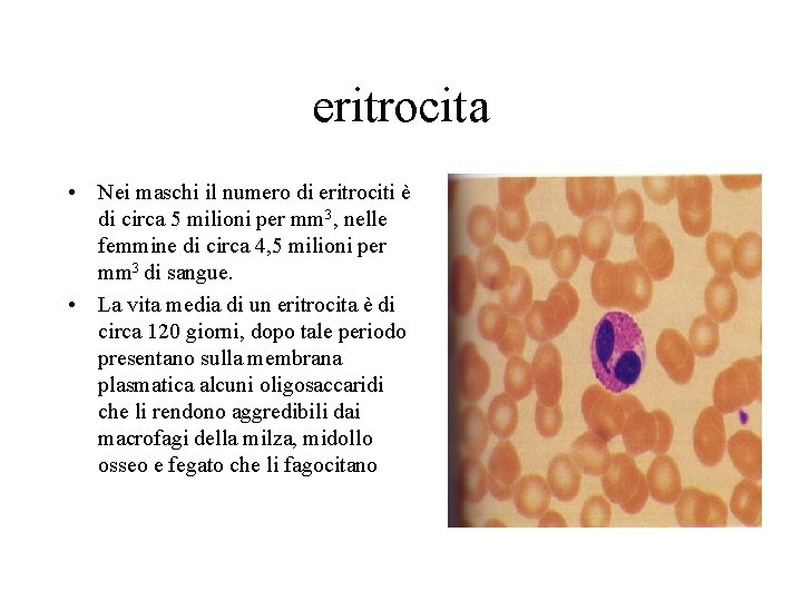 eritrocita • Nei maschi il numero di eritrociti è di circa 5 milioni per