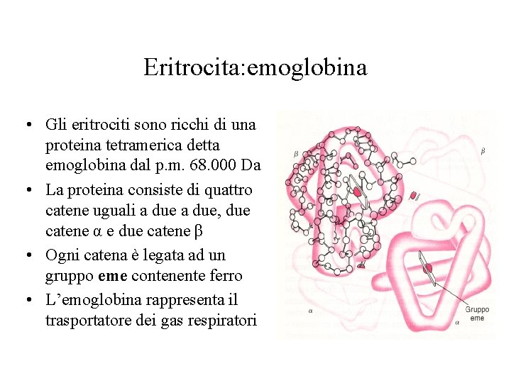 Eritrocita: emoglobina • Gli eritrociti sono ricchi di una proteina tetramerica detta emoglobina dal