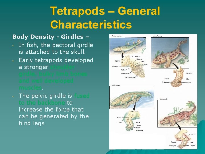 Tetrapods – General Characteristics Body Density - Girdles – • In fish, the pectoral