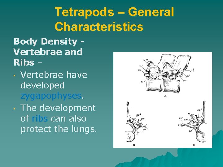 Tetrapods – General Characteristics Body Density Vertebrae and Ribs – • Vertebrae have developed