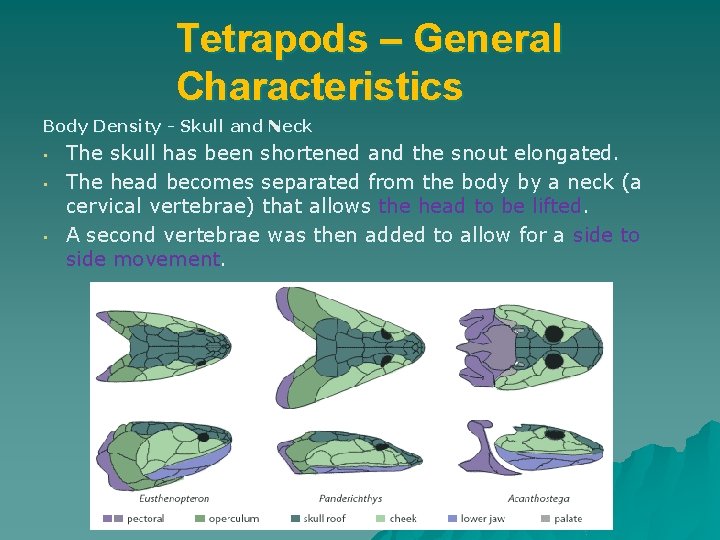 Tetrapods – General Characteristics Body Density - Skull and Neck • • • The