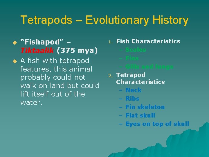 Tetrapods – Evolutionary History u u “Fishapod” – Tiktaalik (375 mya) A fish with