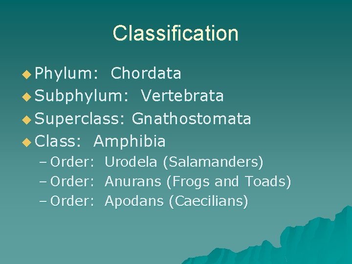 Classification u Phylum: Chordata u Subphylum: Vertebrata u Superclass: Gnathostomata u Class: Amphibia –