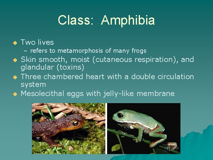 Class: Amphibia u Two lives – refers to metamorphosis of many frogs u u