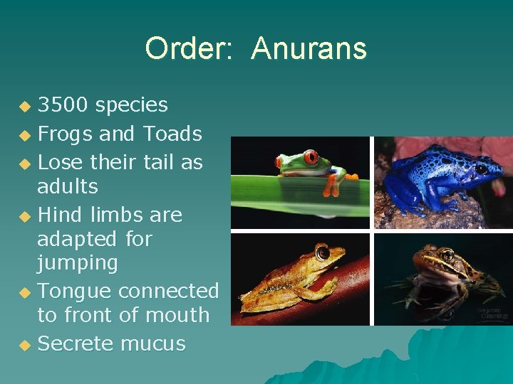 Order: Anurans 3500 species u Frogs and Toads u Lose their tail as adults