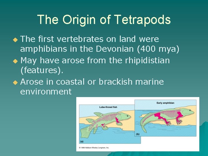 The Origin of Tetrapods The first vertebrates on land were amphibians in the Devonian