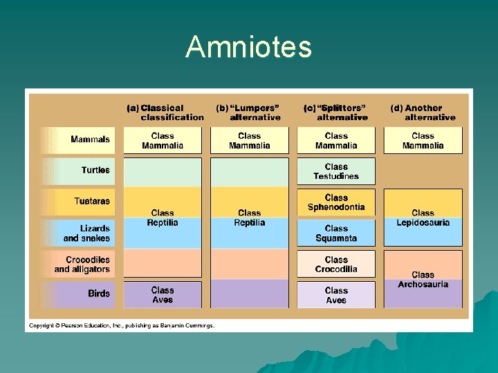 Amniotes 