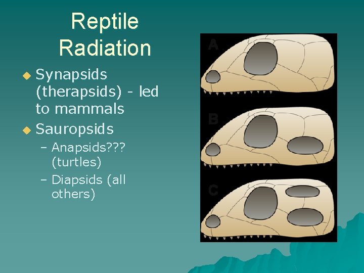 Reptile Radiation Synapsids (therapsids) - led to mammals u Sauropsids u – Anapsids? ?