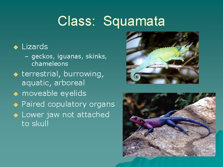 Class: Squamata u Lizards – geckos, iguanas, skinks, chameleons u u terrestrial, burrowing, aquatic,