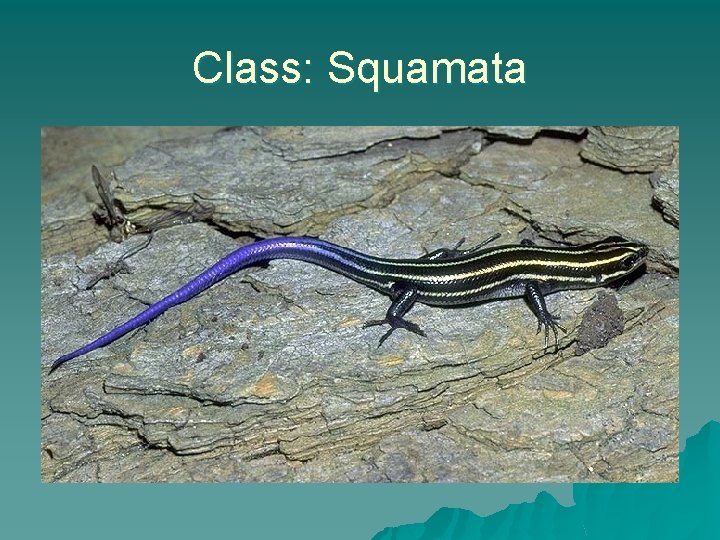 Class: Squamata 