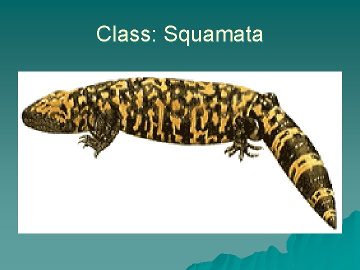 Class: Squamata 