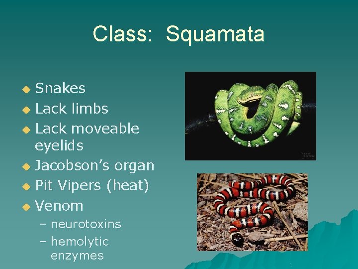 Class: Squamata Snakes u Lack limbs u Lack moveable eyelids u Jacobson’s organ u