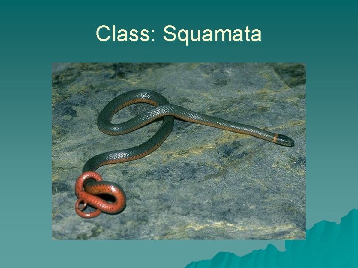 Class: Squamata 