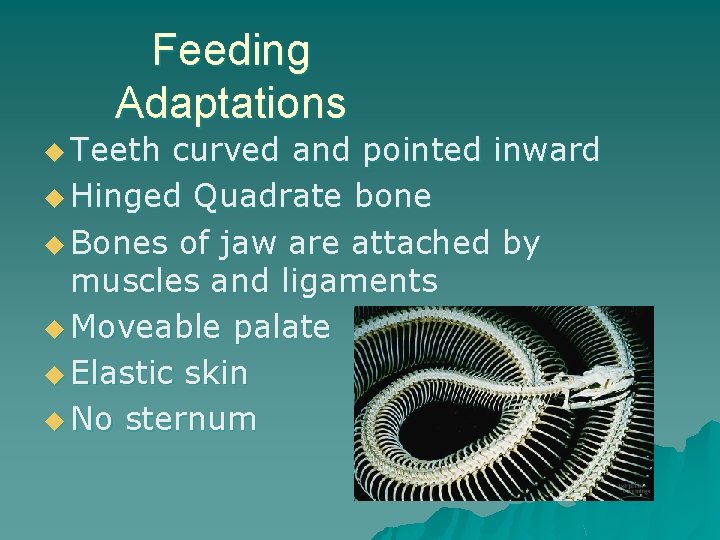 Feeding Adaptations u Teeth curved and pointed inward u Hinged Quadrate bone u Bones
