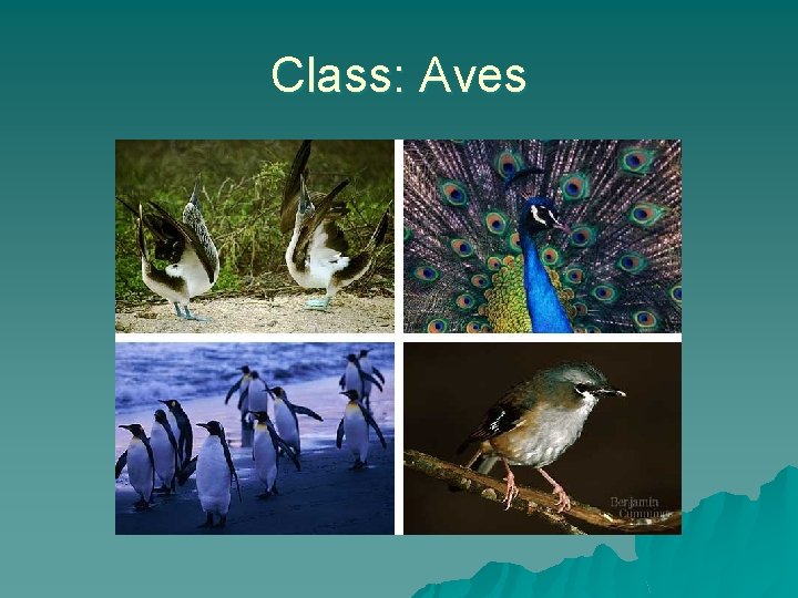 Class: Aves 
