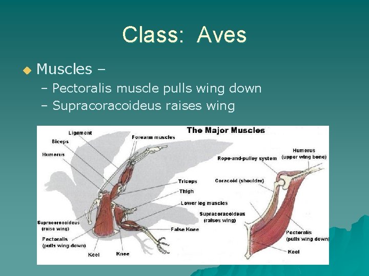 Class: Aves u Muscles – – Pectoralis muscle pulls wing down – Supracoideus raises