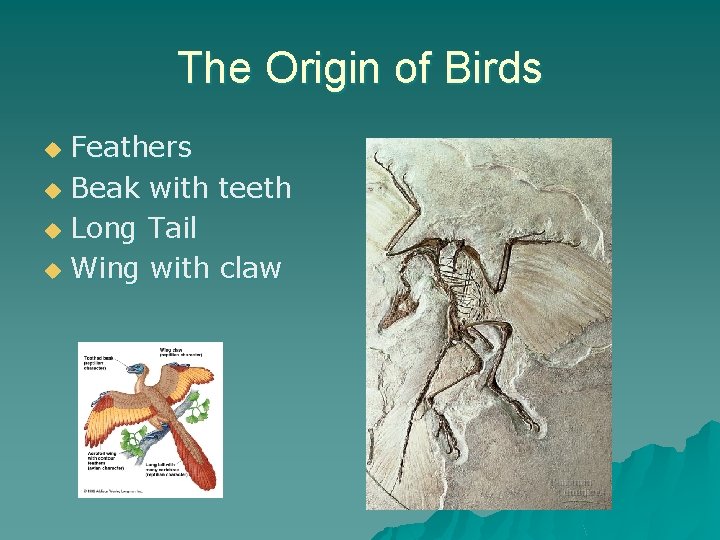 The Origin of Birds Feathers u Beak with teeth u Long Tail u Wing