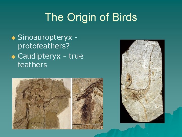 The Origin of Birds Sinoauropteryx protofeathers? u Caudipteryx - true feathers u 