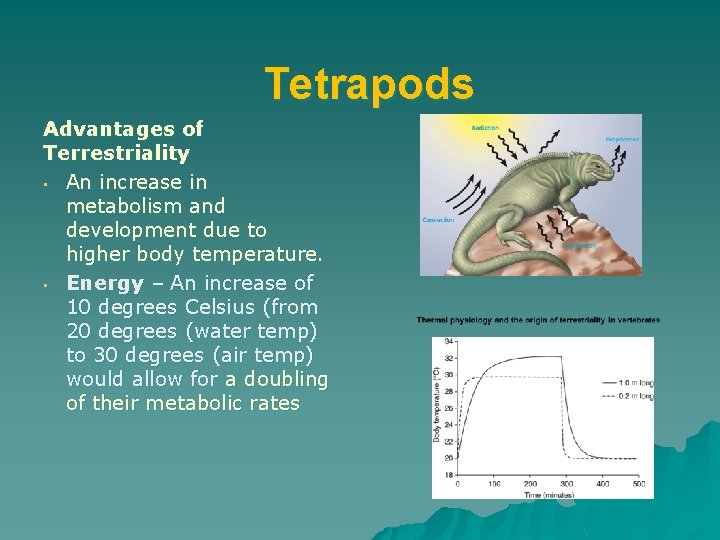 Tetrapods Advantages of Terrestriality • An increase in metabolism and development due to higher