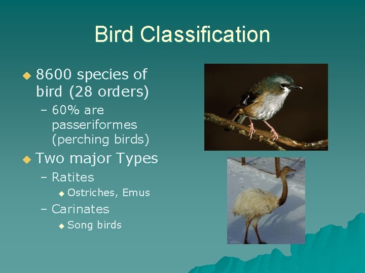 Bird Classification u 8600 species of bird (28 orders) – 60% are passeriformes (perching