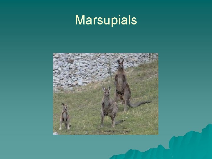 Marsupials 