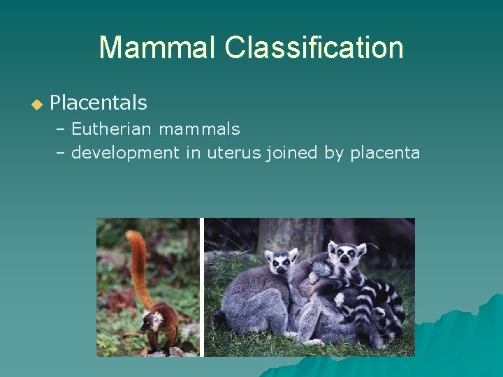 Mammal Classification u Placentals – Eutherian mammals – development in uterus joined by placenta