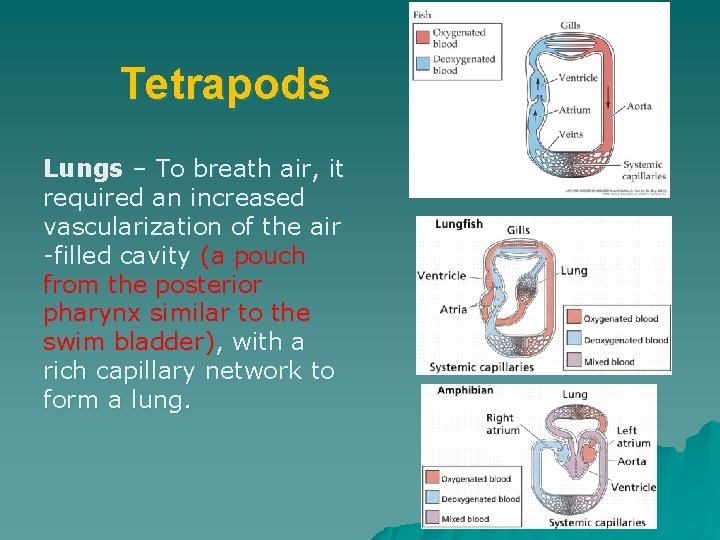 Tetrapods Lungs – To breath air, it required an increased vascularization of the air