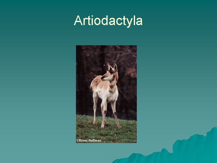 Artiodactyla 