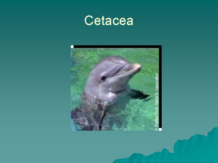 Cetacea 