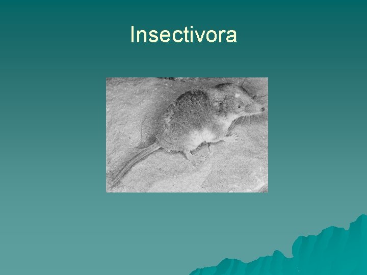 Insectivora 