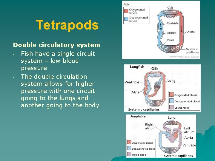 Tetrapods Double circulatory system • Fish have a single circuit system – low blood