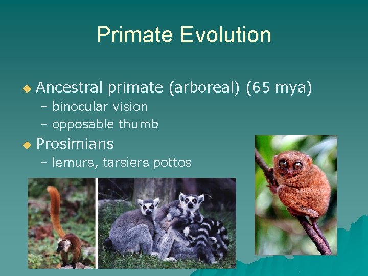 Primate Evolution u Ancestral primate (arboreal) (65 mya) – binocular vision – opposable thumb