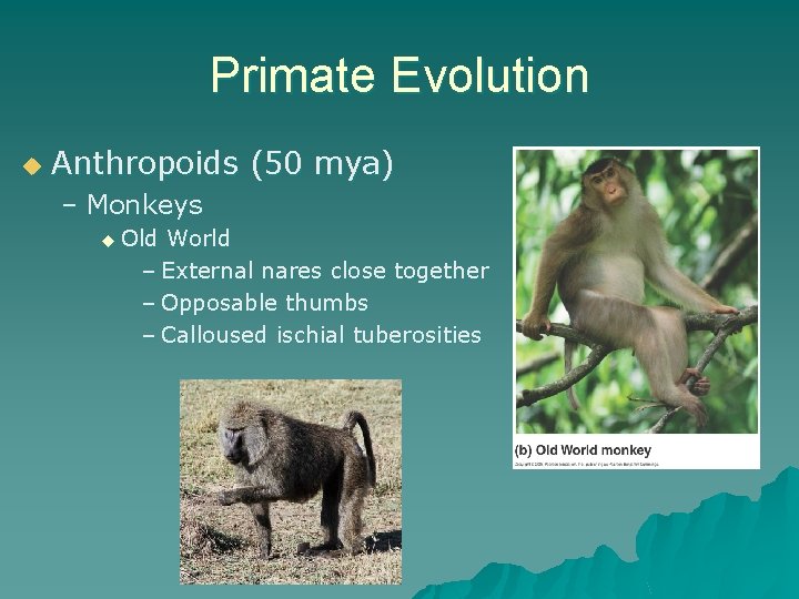 Primate Evolution u Anthropoids (50 mya) – Monkeys u Old World – External nares