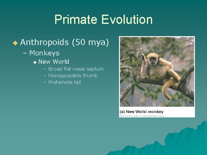 Primate Evolution u Anthropoids (50 mya) – Monkeys u New World – Broad flat